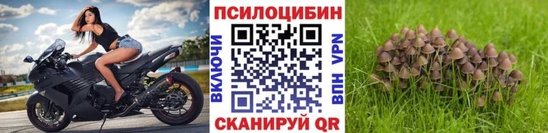 дарнет шоп  KRAKEN как зайти  Псилоцибиновые грибы MAGIC MUSHROOMS  Элиста 